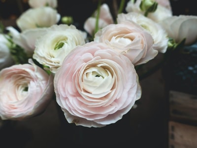 特写摄影的白色有花瓣的花朵的花束
